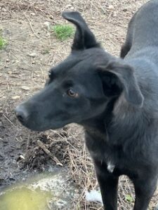 Labrador/GS Mix