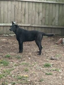 Labrador/GS Mix
