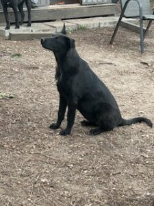 Labrador/GS Mix