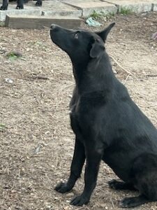 Labrador/GS Mix