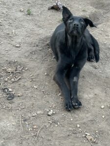 Labrador/GS Mix