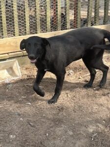 Labrador/GS Mix