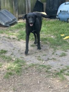 Labrador/GS Mix