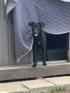 Labrador/GS Mix