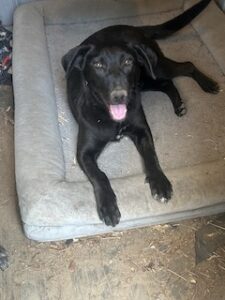 Labrador/GS Mix