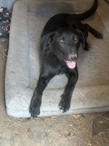 Labrador/GS Mix