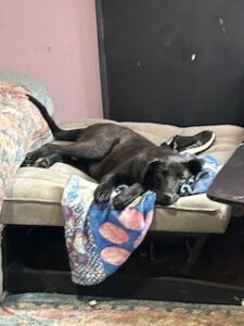 Labrador/GS mix