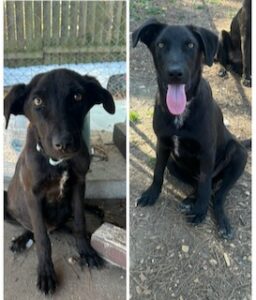 Labrador/GS mix