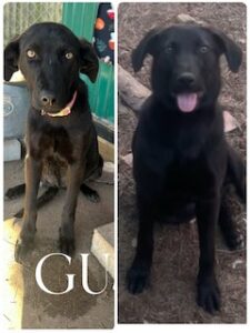 Labrador/GS mix