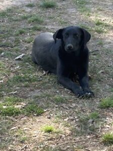Labrador/GS mix