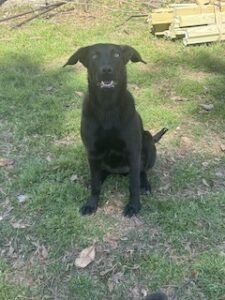 Labrador/GS mix