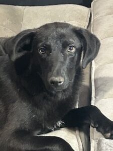 Labrador/GS mix