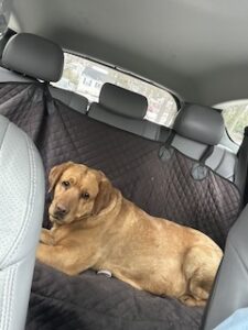 Yellow Labrador Retriever