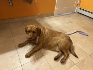 Yellow Labrador Retriever