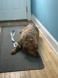 Yellow Labrador Retriever