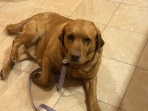 Yellow Labrador Retriever