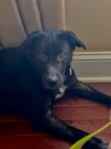 Black Labrador Mix