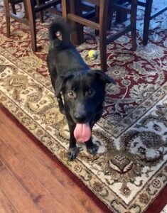 Black Labrador Mix