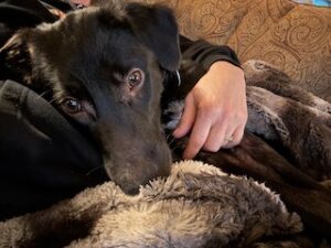 Black Labrador Mix