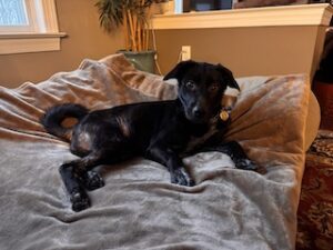 Black Labrador Mix
