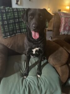 Black Labrador Mix