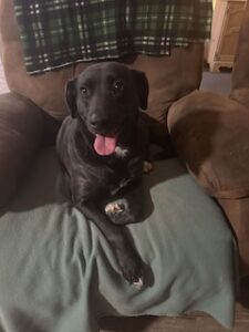 Black Labrador Mix