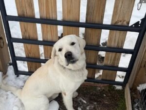 Yellow Labrador Retriever Mix