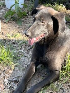Labrador/GS Mix