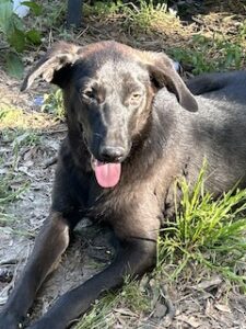 Labrador/GS Mix