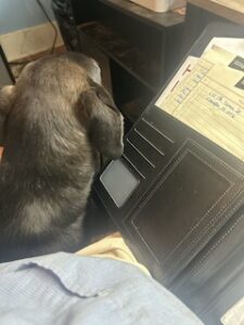 Labrador/GS Mix