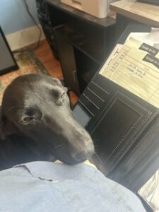 Labrador/GS Mix