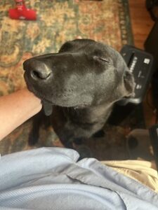 Labrador/GS Mix