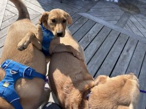 Yellow Labrador Retriever Mix