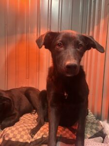 Labrador/German Shepherd Mix