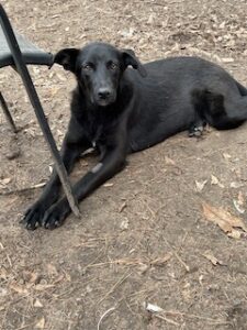 Labrador/GS mix
