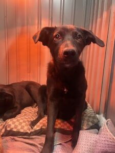 Labrador/German Shepherd Mix