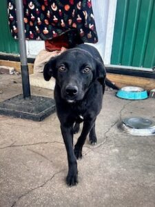 Labrador/German Shepherd Mix