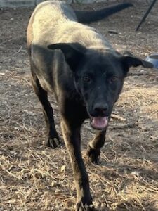 Labrador/German Shepherd Mix