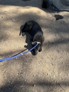 Labrador/German Shepherd Mix