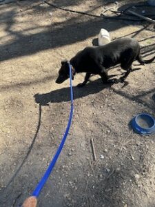 Labrador/German Shepherd Mix