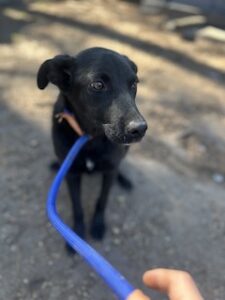 Labrador/German Shepherd Mix