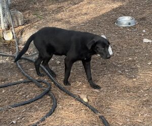 Labrador/German Shepherd Mix
