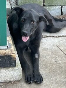 Labrador/GS mix