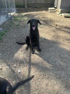 Labrador/GS Mix
