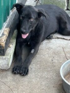Labrador/GS mix