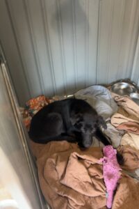 Labrador/German Shepherd Mix