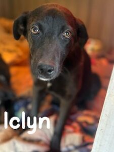 Labrador/German Shepherd Mix