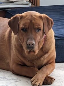 Yellow Labrador Retriever