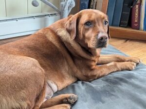 Yellow Labrador Retriever