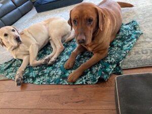 Yellow Labrador Retriever